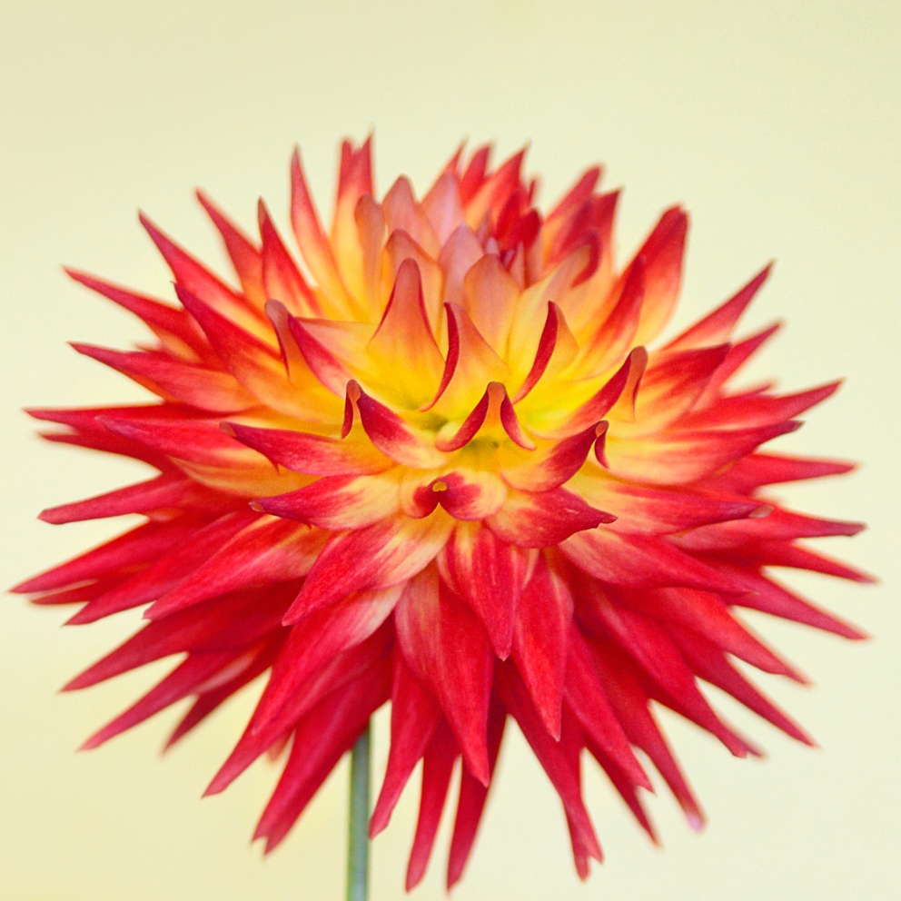 Dahlia Bon Bini | Premium Cactus Dahlia