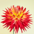 Dahlia Bon Bini | Premium Cactus Dahlia