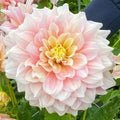 Dahlia Break Out | Premium Dinnerplate Dahlia