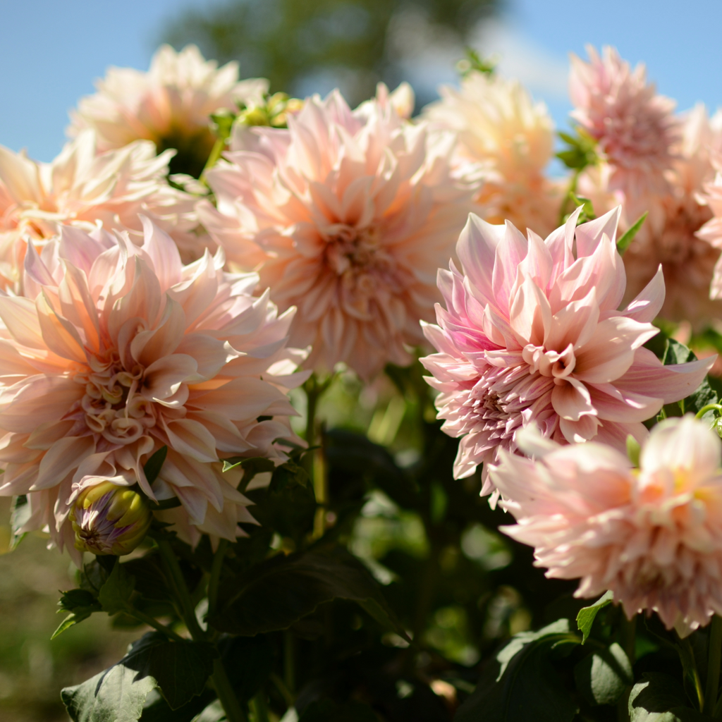 Dahlia Café au Lait | Premium Dinnerplate Dalia