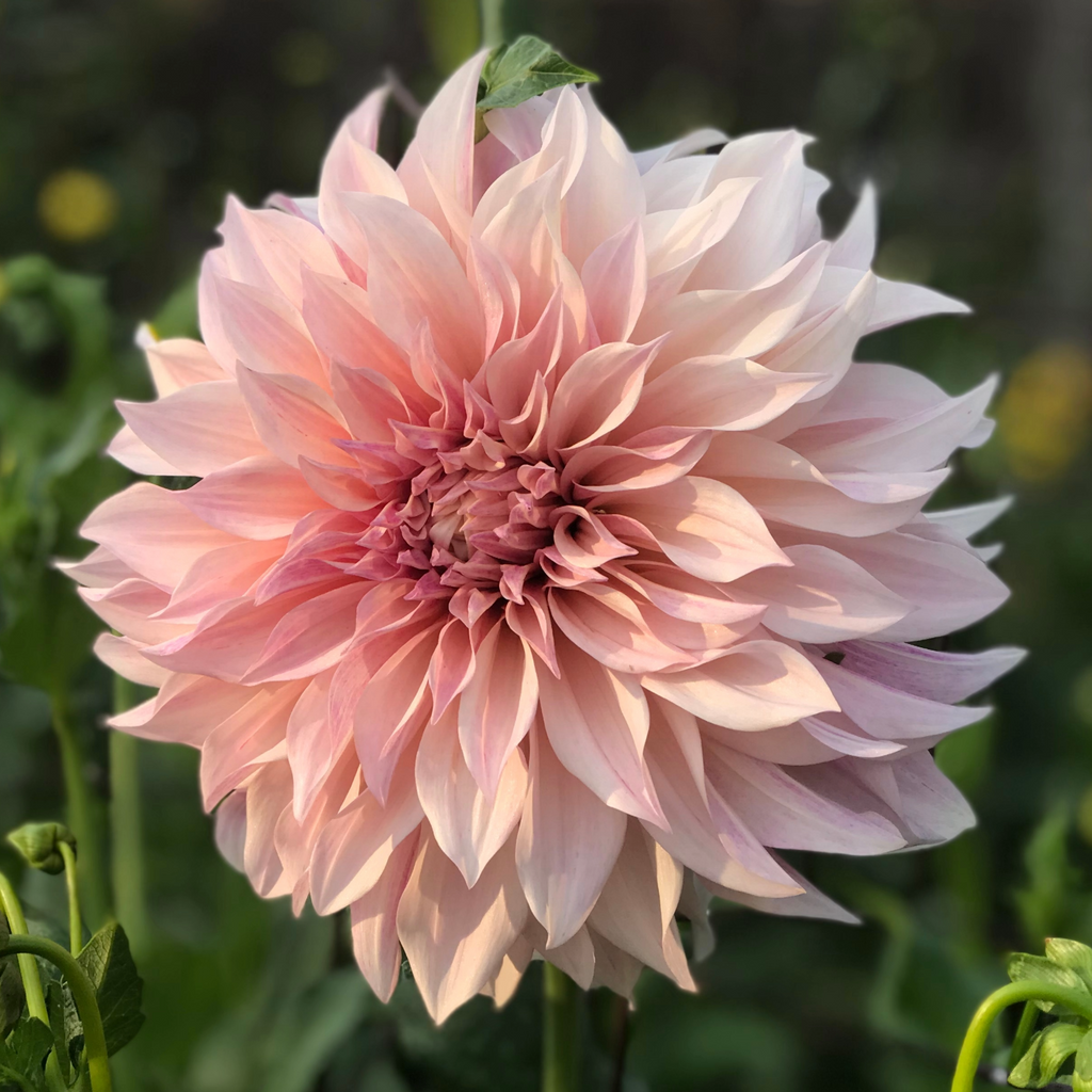 Dahlia Café au Lait | Premium Dinnerplate Dalia