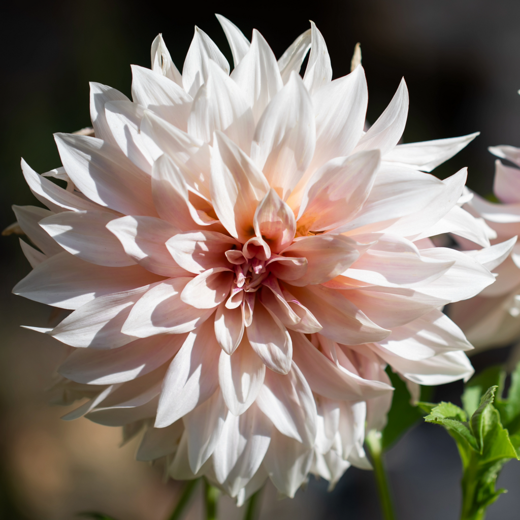 Dahlia Café au Lait | Premium Dinnerplate Dalia