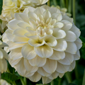 Dahlia Caramel Antique | Waterlily Dahlia
