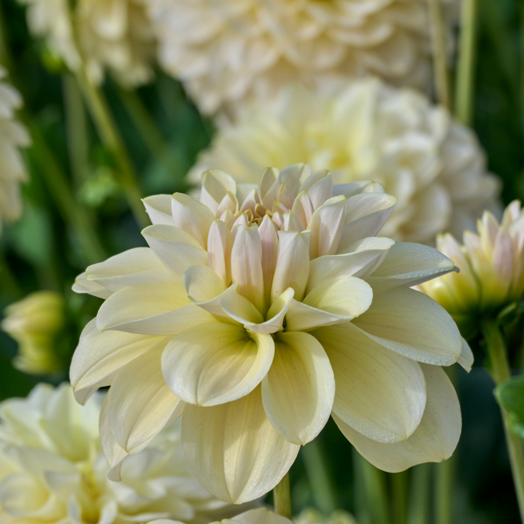 Dahlia Caramel Antique | Waterlily Dahlia