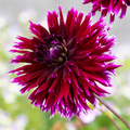 Dahlia Clair Obscur | Premium Fimbriata Dahlia