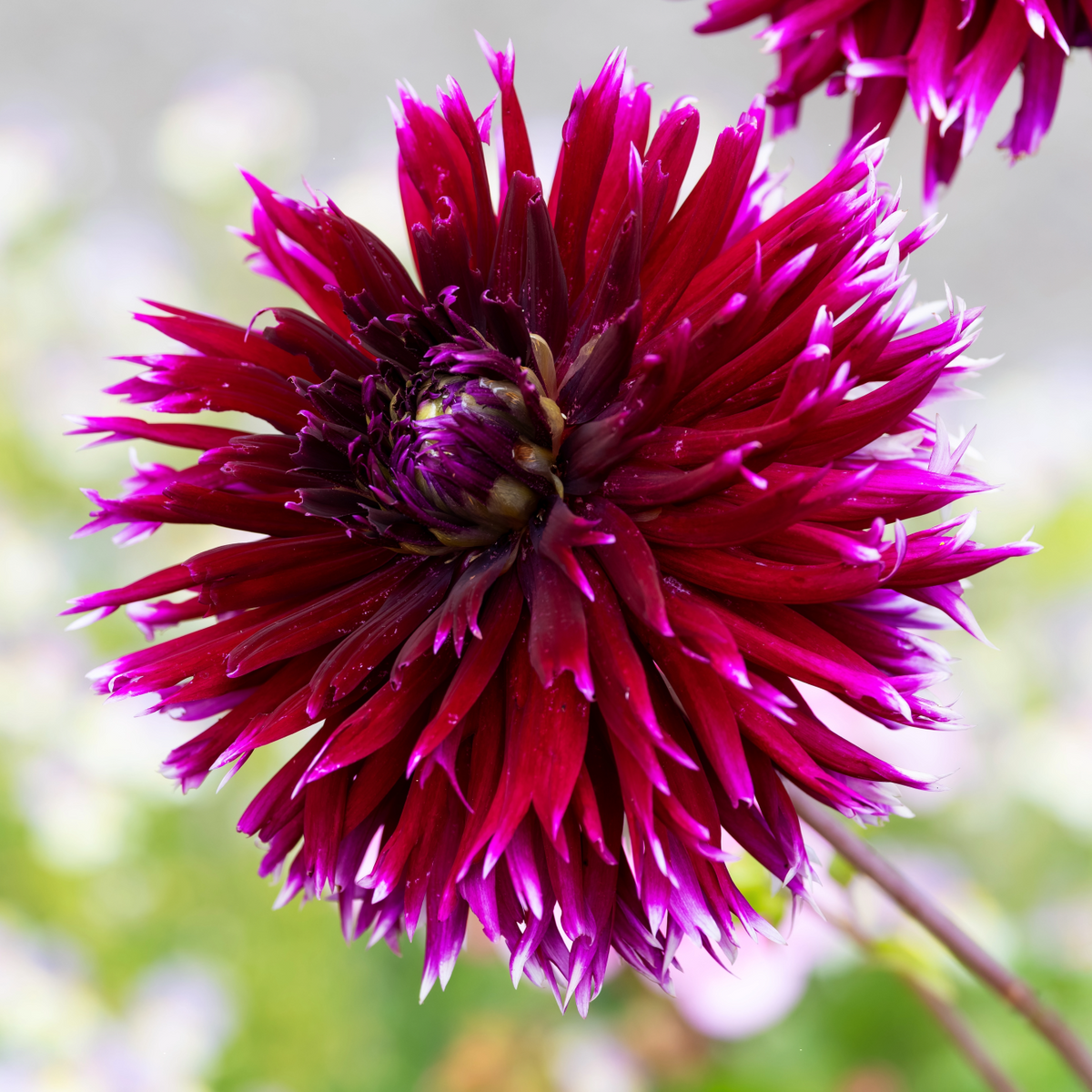 Dahlia Clair Obscur | Premium Fimbriata Dahlia