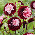 Dahlia Daria in Love | Premium Decorative Dahlia