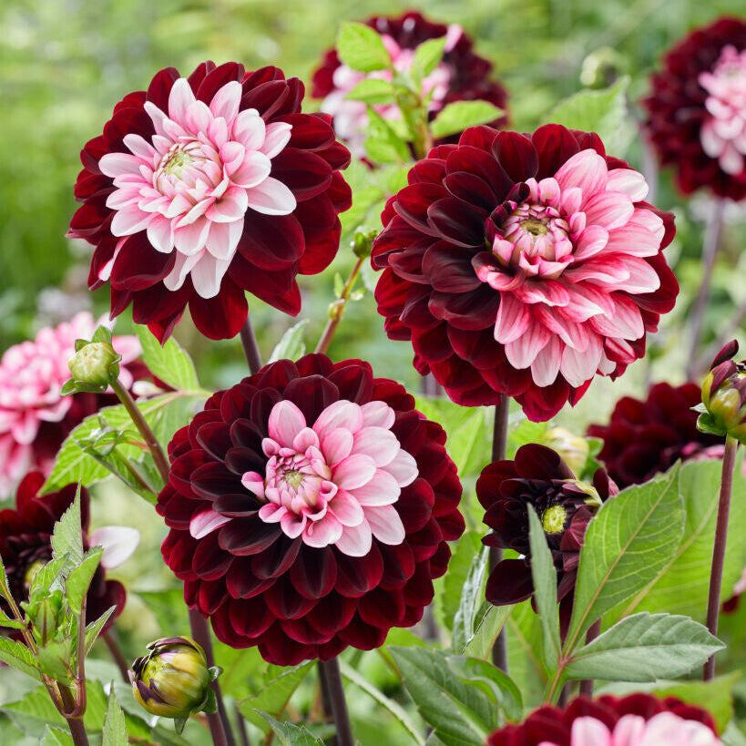 Dahlia Daria in Love | Premium Decorative Dahlia