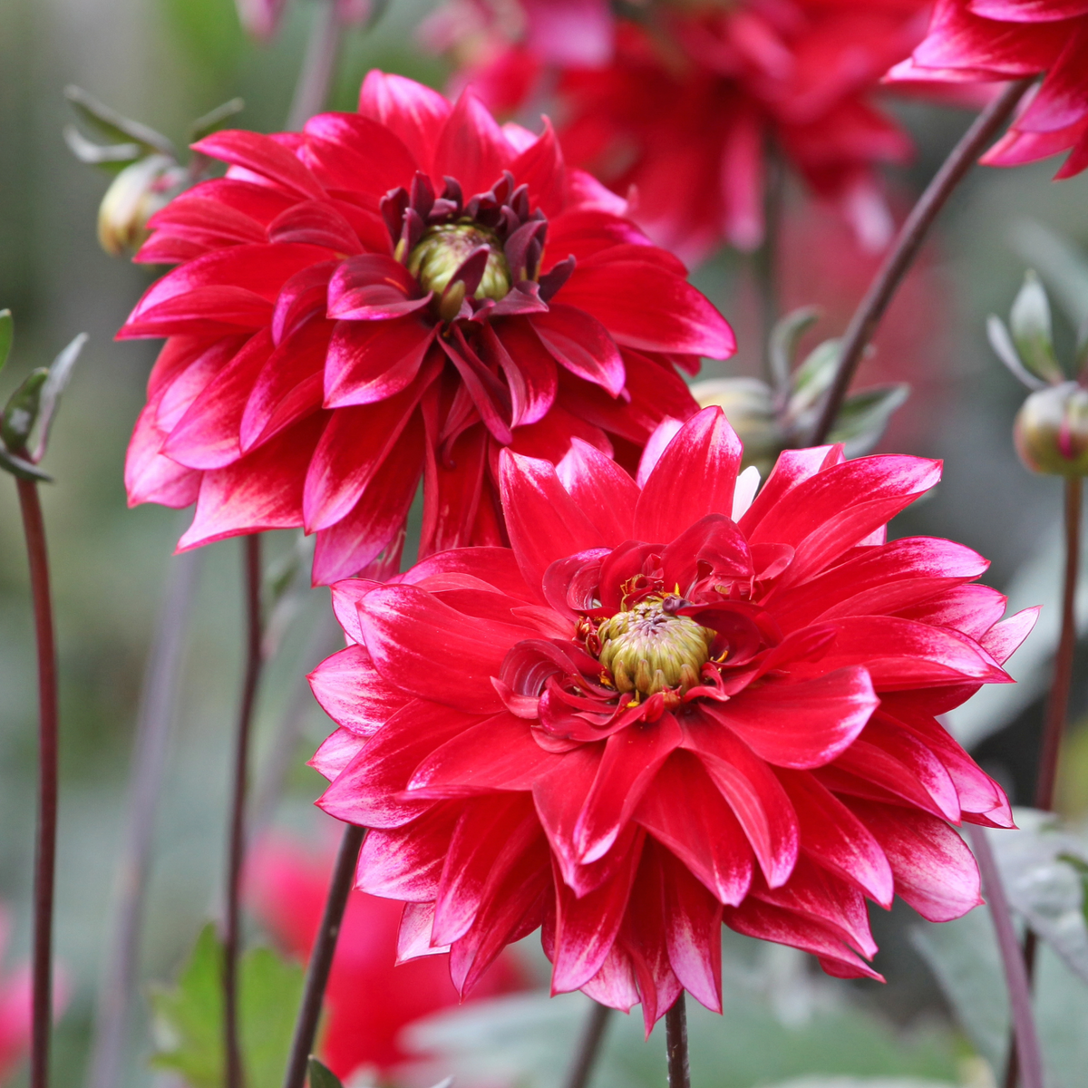 Dahlia Darkarin | Decorative Dahlia