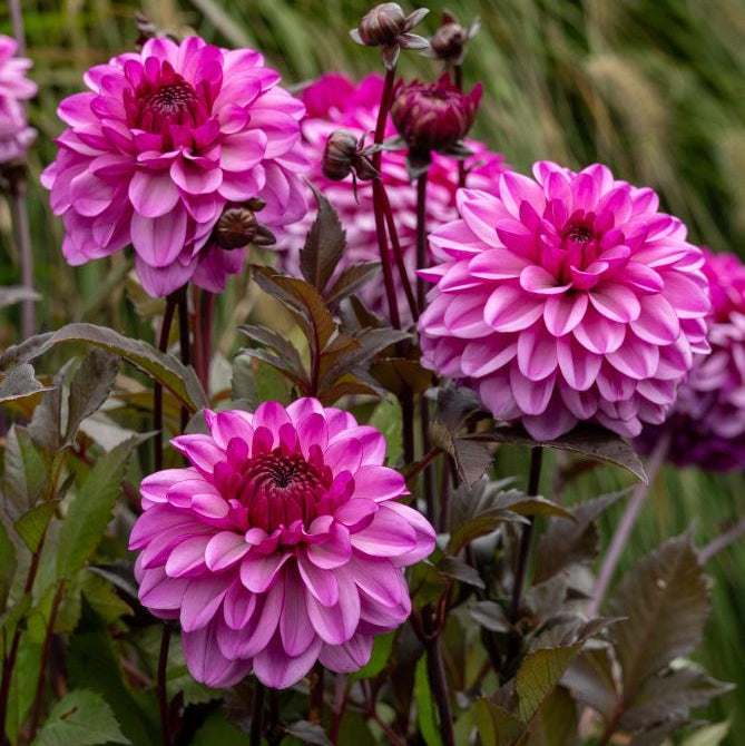 Dahlia Dark Crystal | Decorative Dahlia
