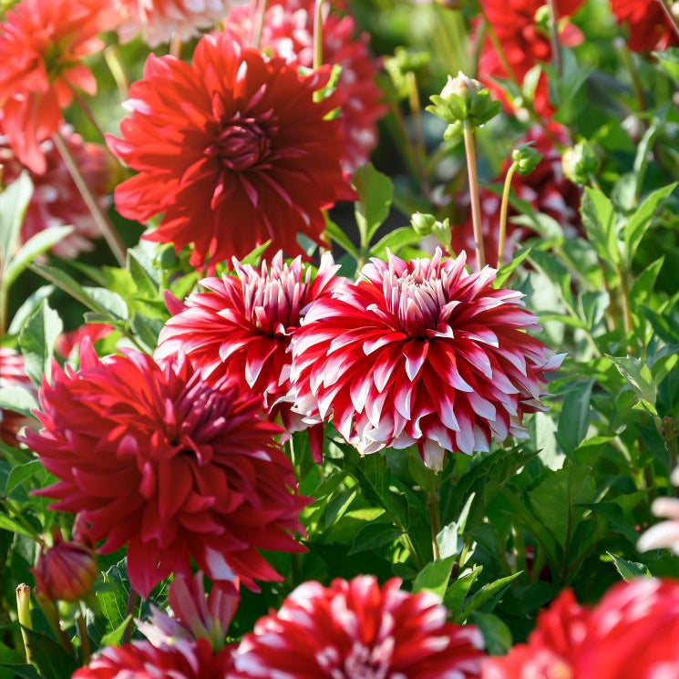 Dahlia Davos | Premium Dinnerplate Dahlia