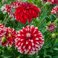 Dahlia Davos | Premium Dinnerplate Dahlia