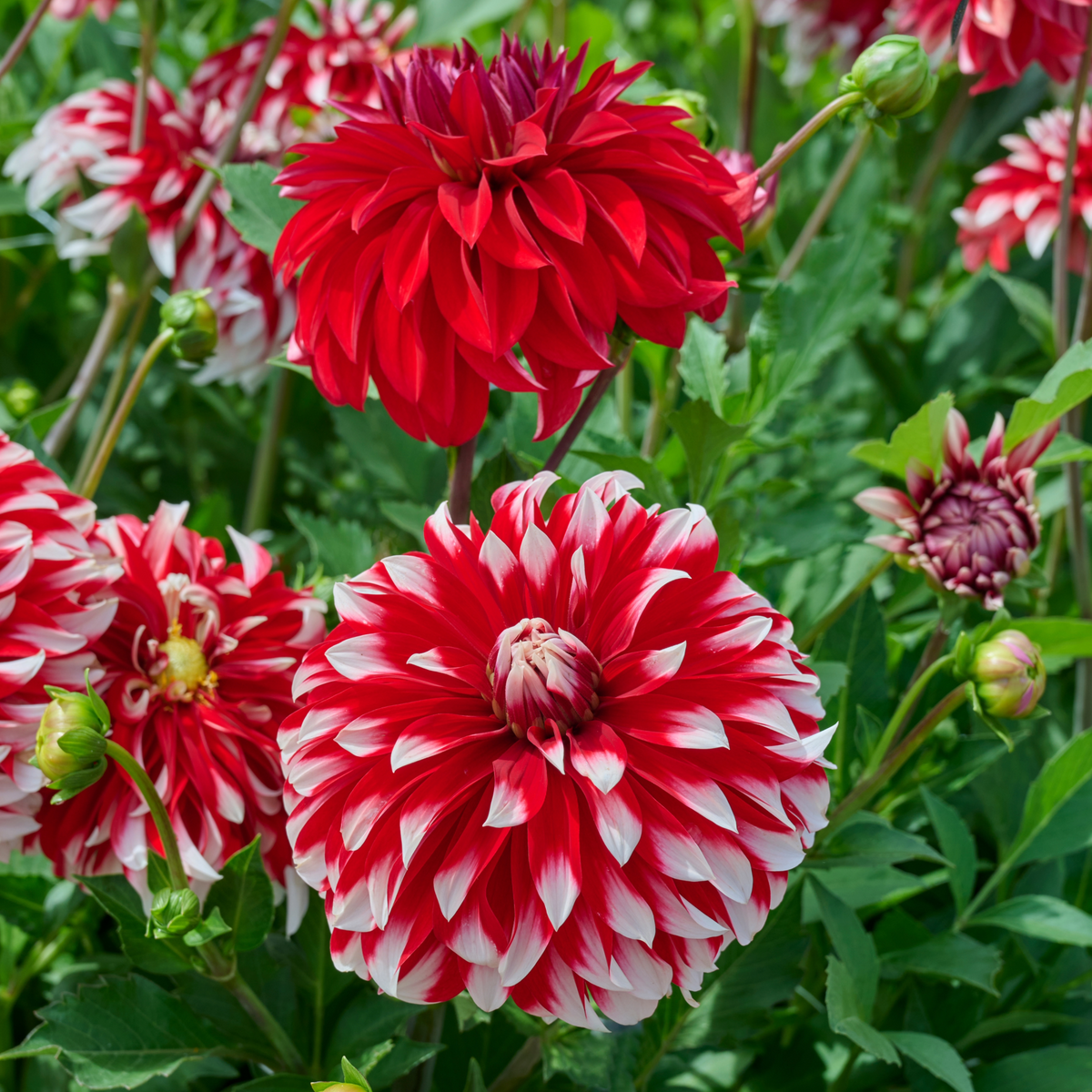 Dahlia Davos | Premium Dinnerplate Dahlia