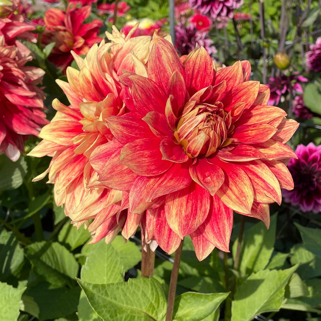 Dahlia Dazzling Magic | Premium Dinnerplate Dahlia