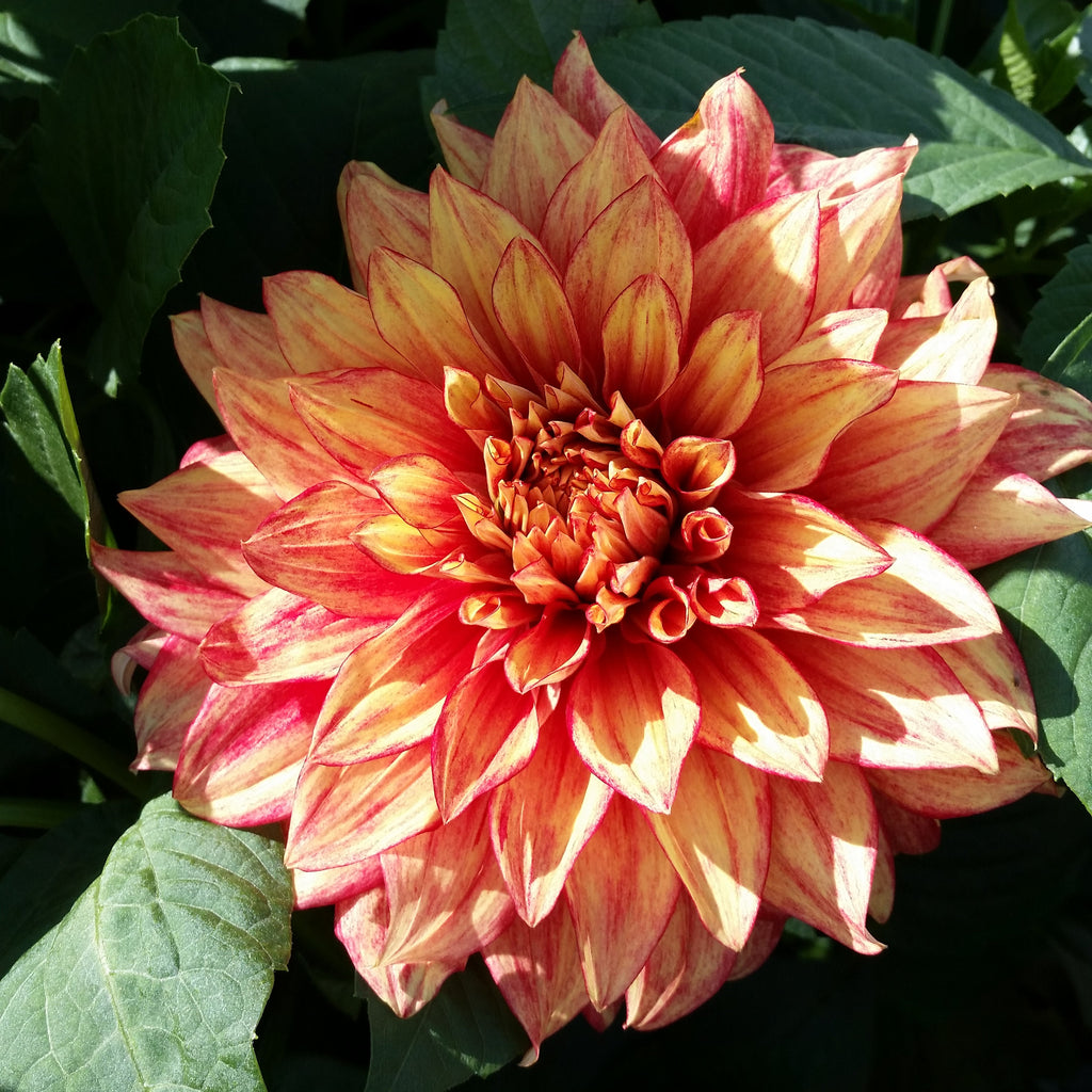 Dahlia Dazzling Magic | Premium Dinnerplate Dahlia