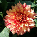 Dahlia Dazzling Magic | Premium Dinnerplate Dahlia