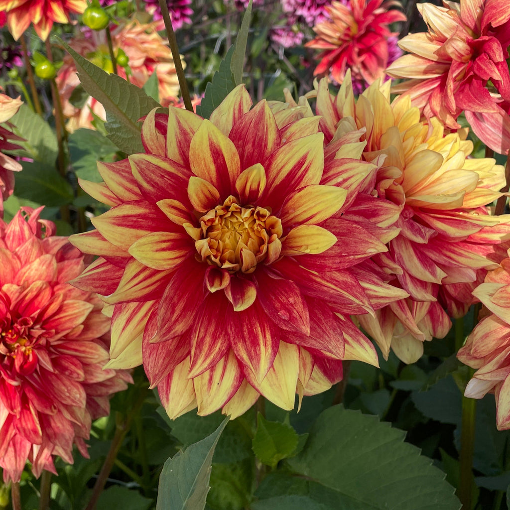 Dahlia Dazzling Magic | Premium Dinnerplate Dahlia