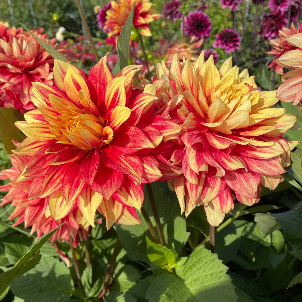 Dahlia Dazzling Magic | Premium Dinnerplate Dahlia