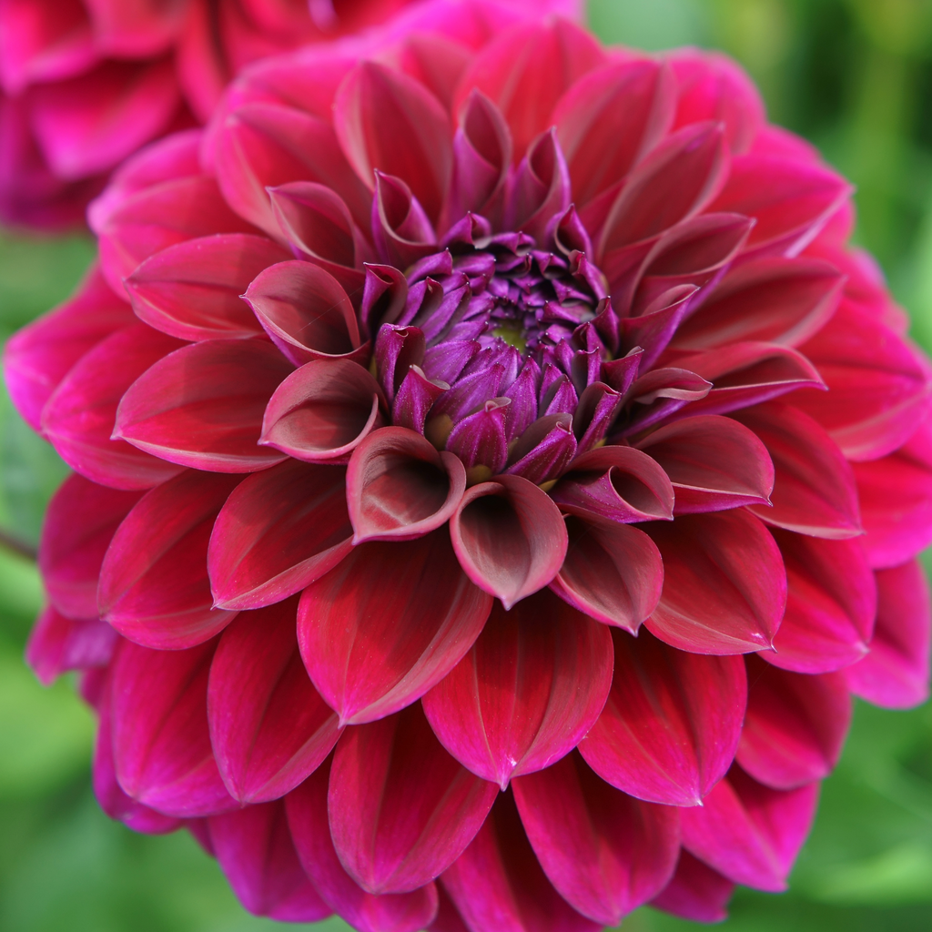Dahlia Diva | Decorative Dahlia
