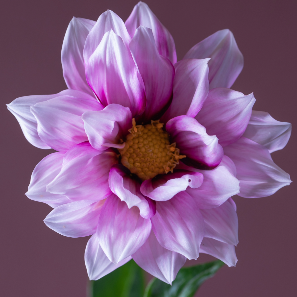 Dahlia Edge Of Joy | Collarette Dahlia
