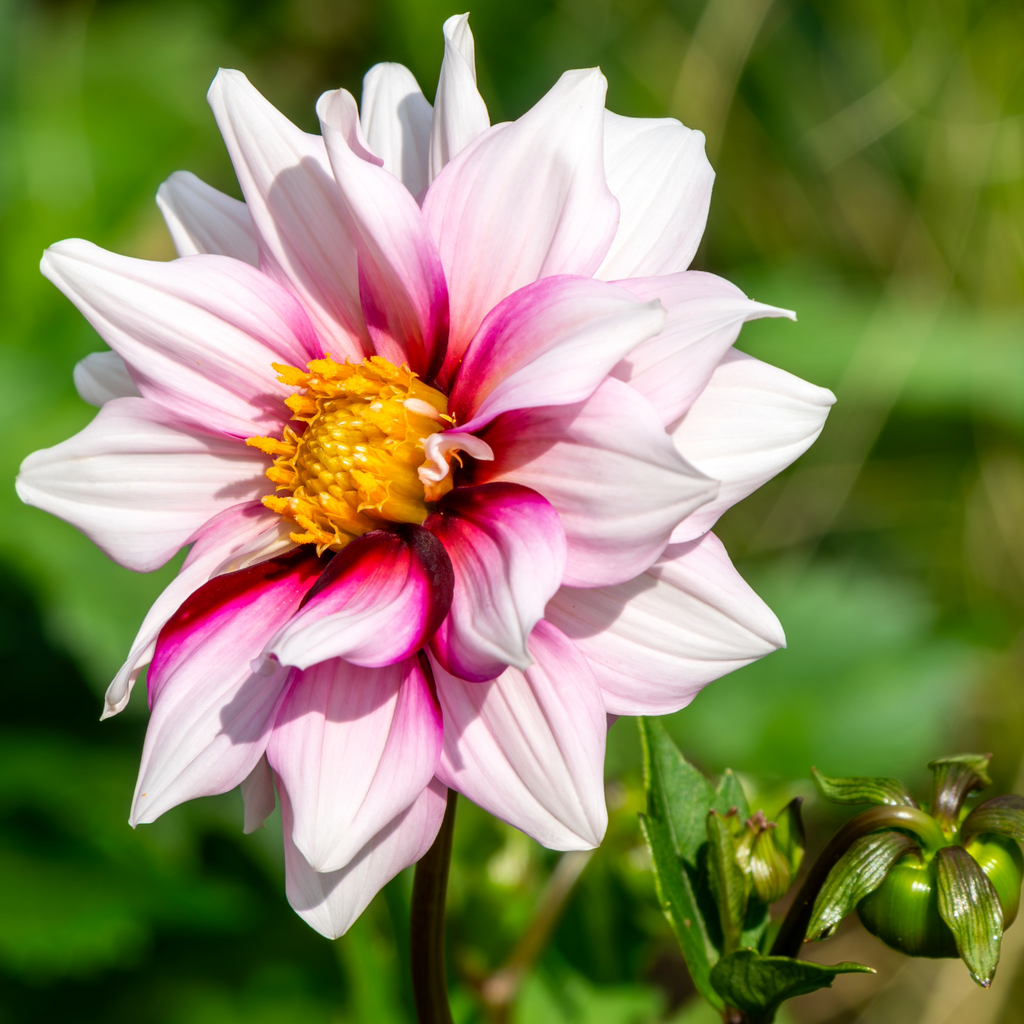 Dahlia Edge Of Joy | Collarette Dahlia