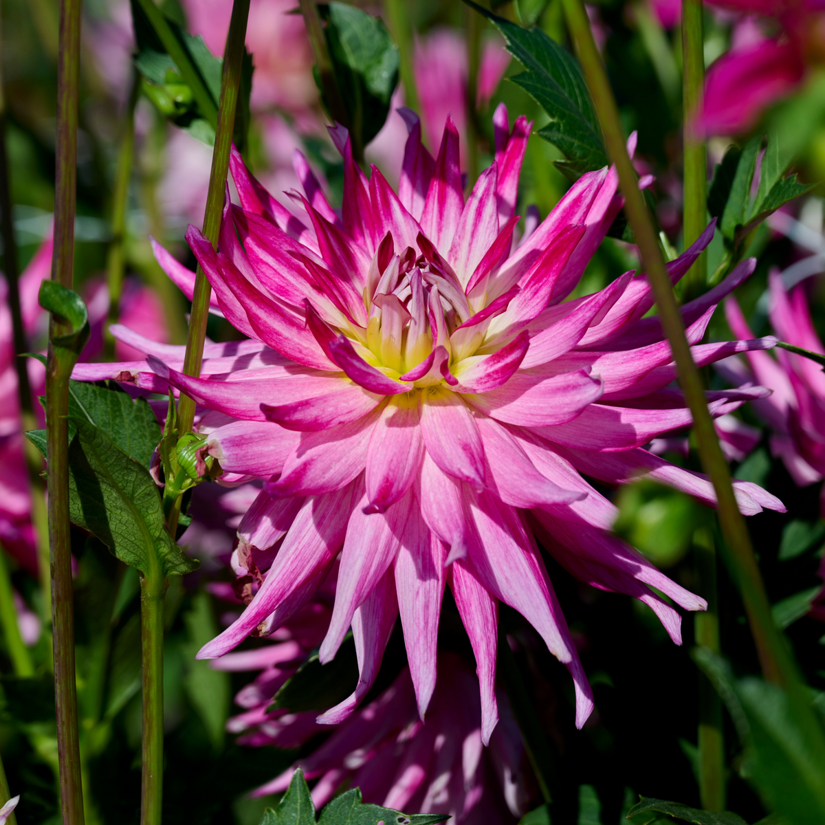 Dahlia Electric Light | Cactus Dahlia