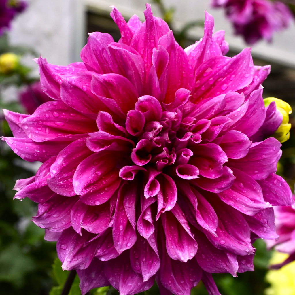 Dahlia Emory Paul | Premium Dinnerplate Dahlia