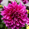 Dahlia Emory Paul | Premium Dinnerplate Dahlia