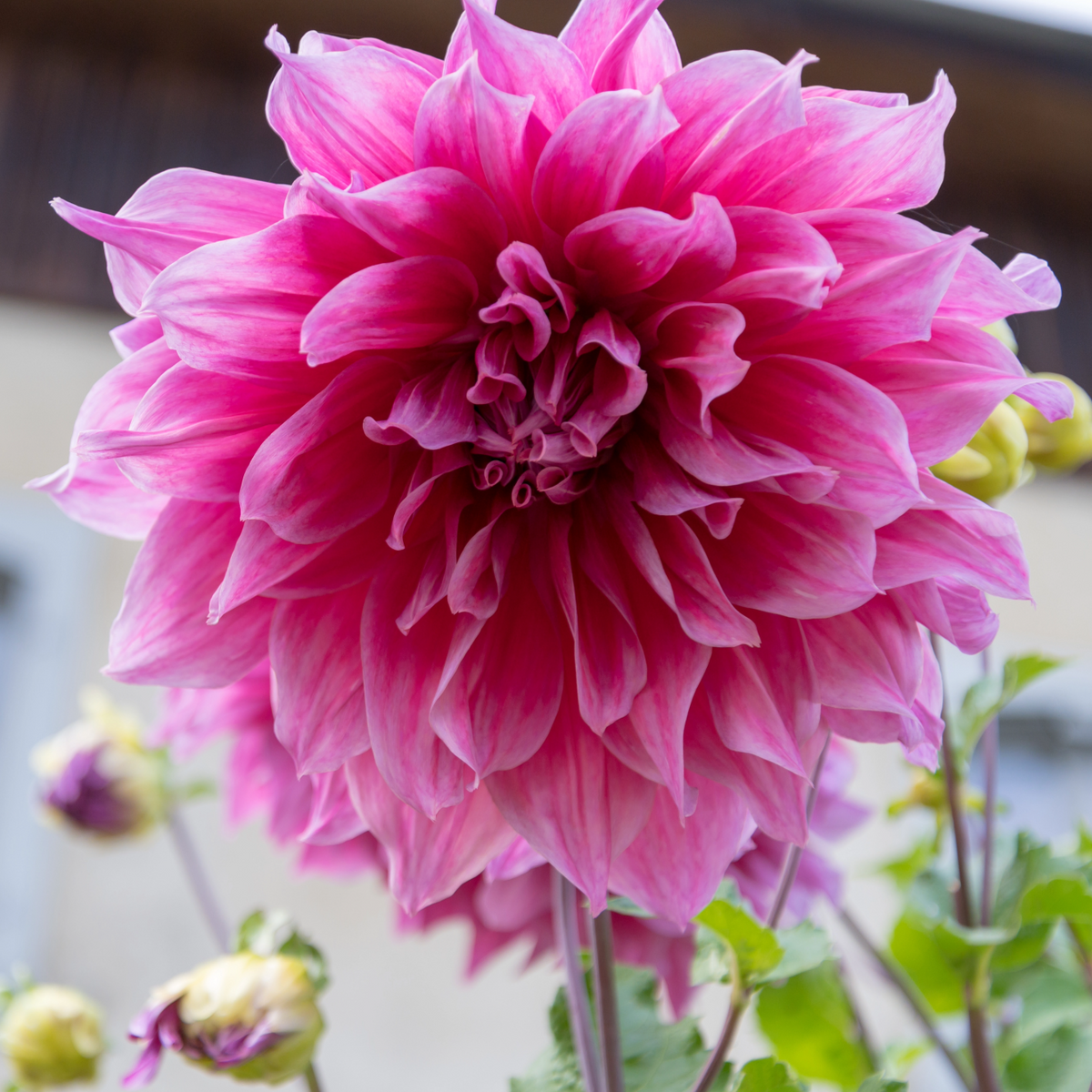 Dahlia Emory Paul | Premium Dinnerplate Dahlia