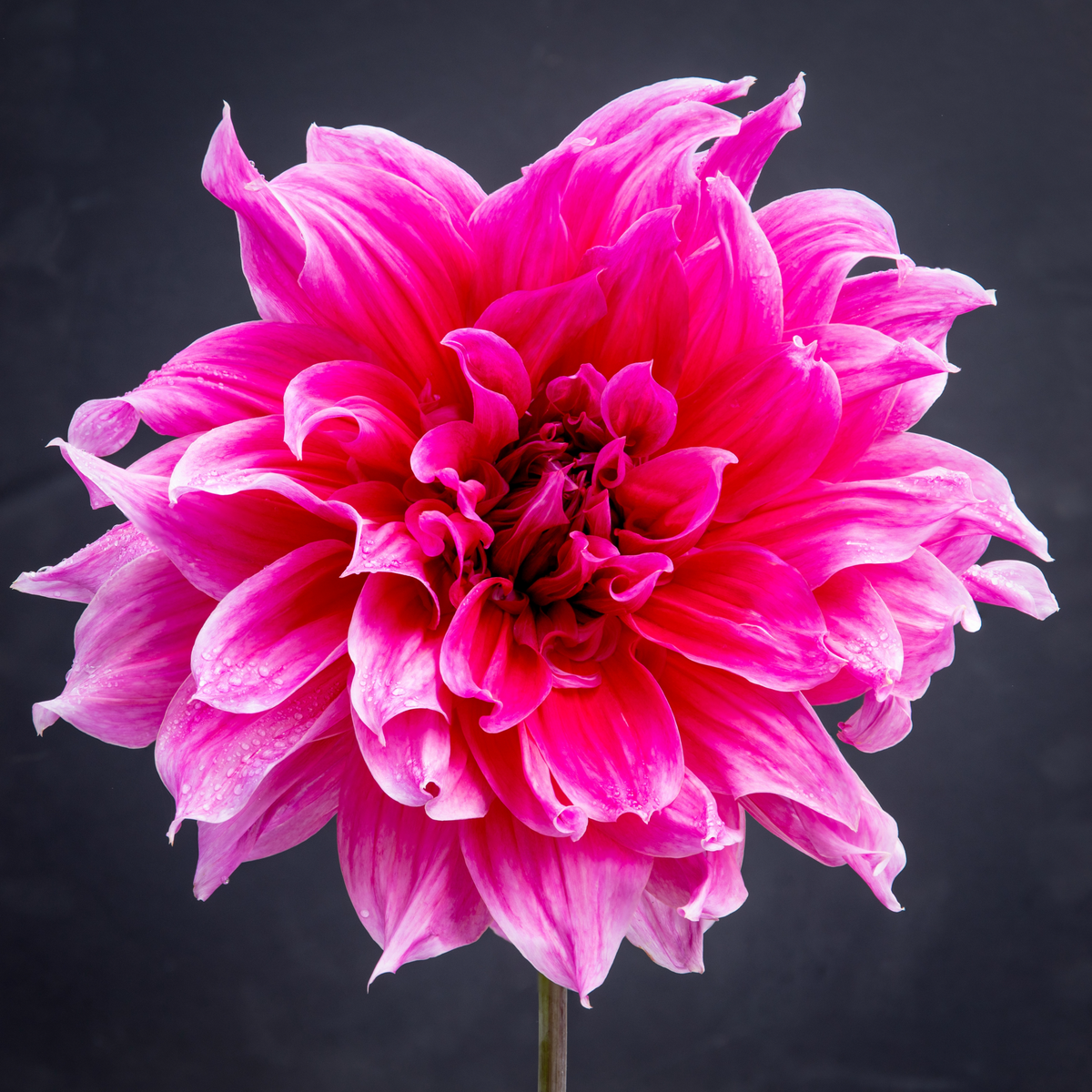 Dahlia Emory Paul | Premium Dinnerplate Dahlia