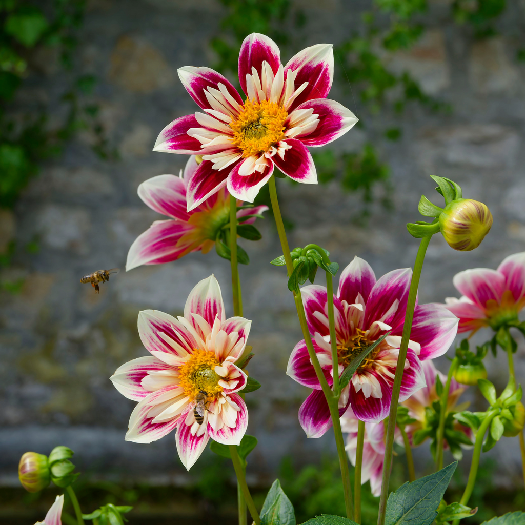 Dahlia Fashion Monger | Collarette Dahlia