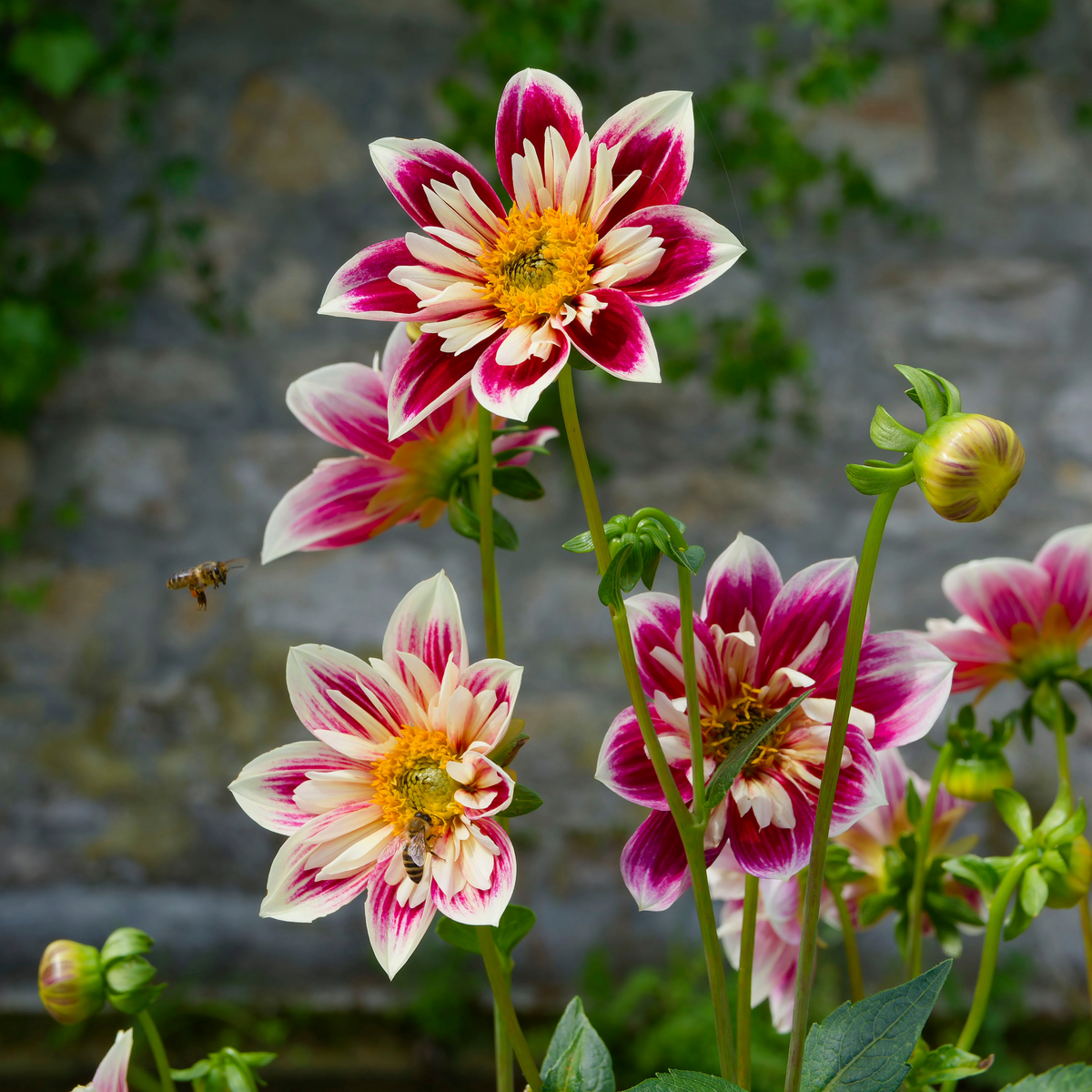 Dahlia Fashion Monger | Collarette Dahlia
