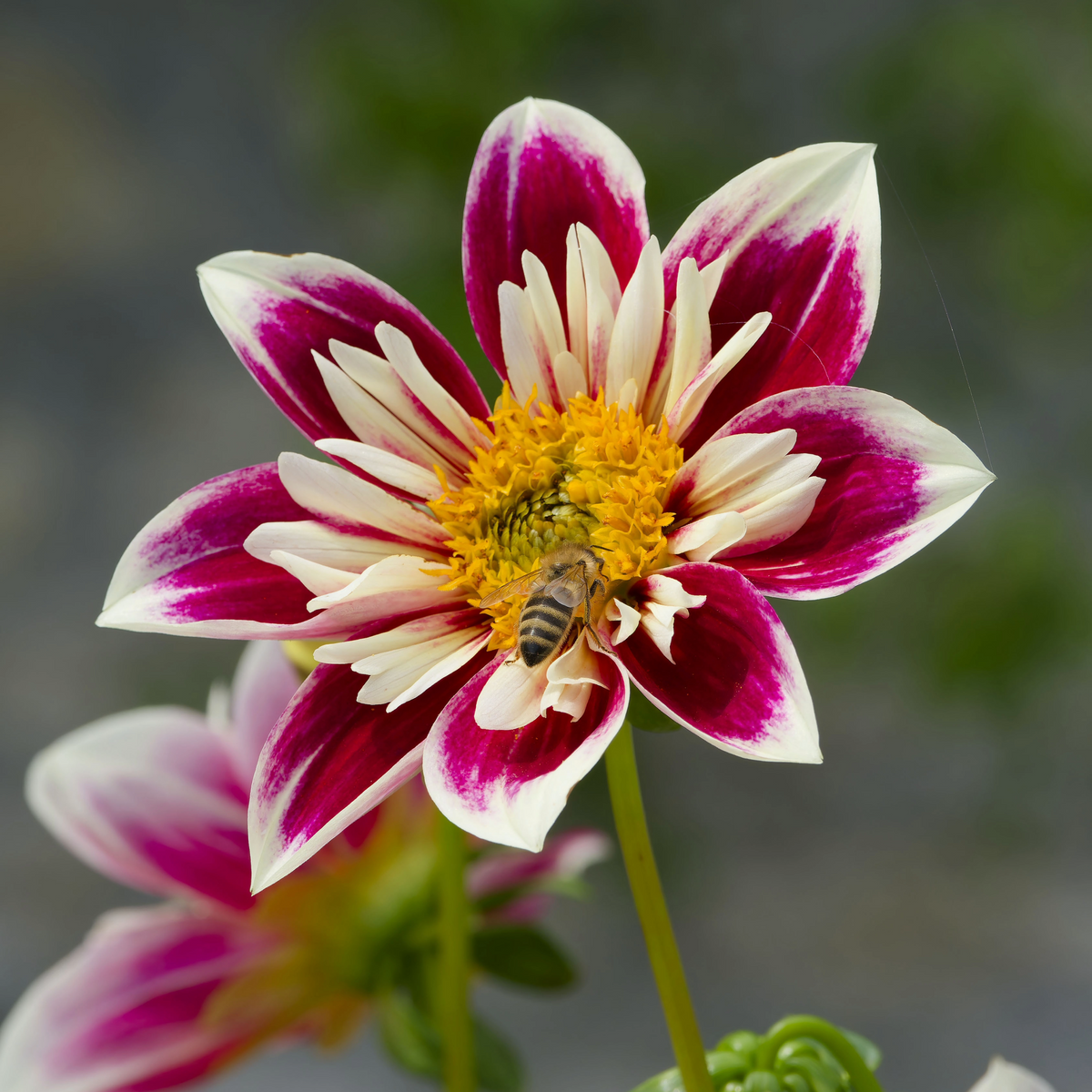Dahlia Fashion Monger | Collarette Dahlia