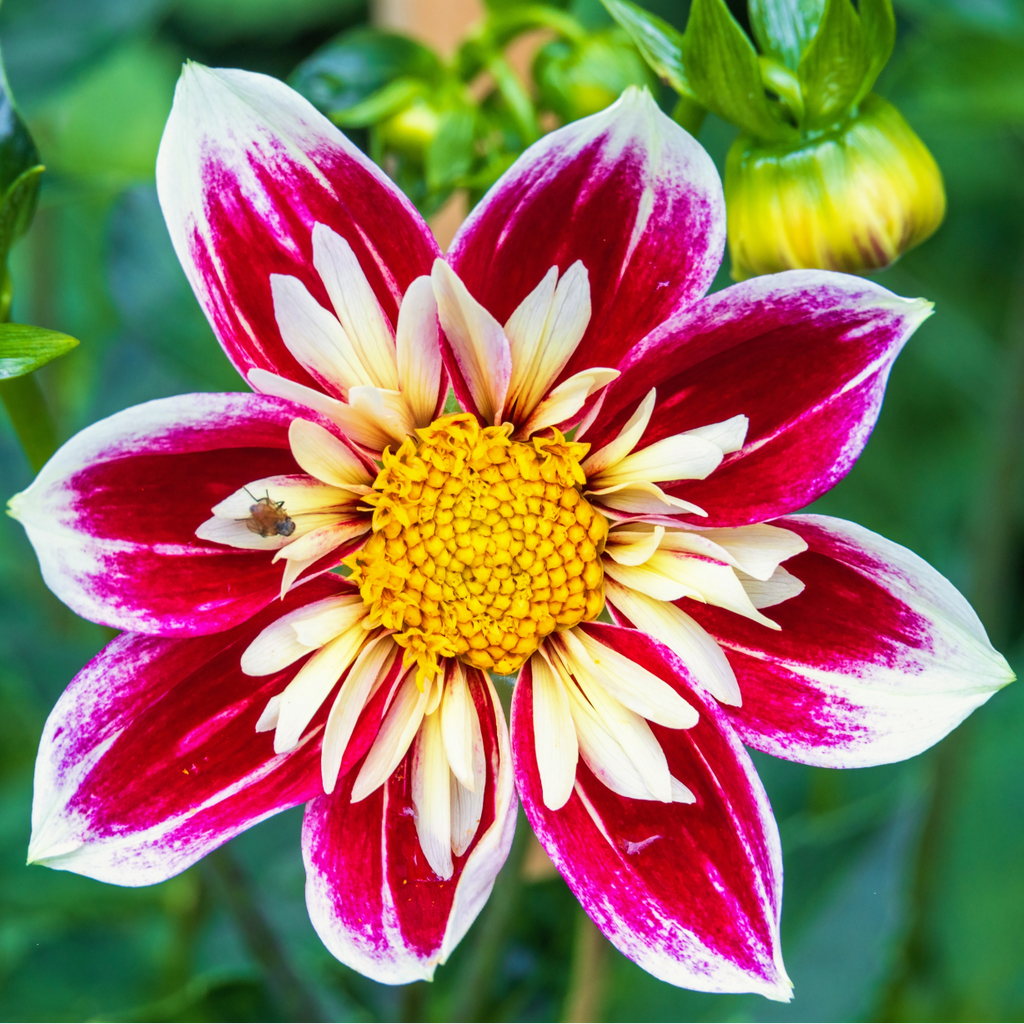 Dahlia Fashion Monger | Collarette Dahlia