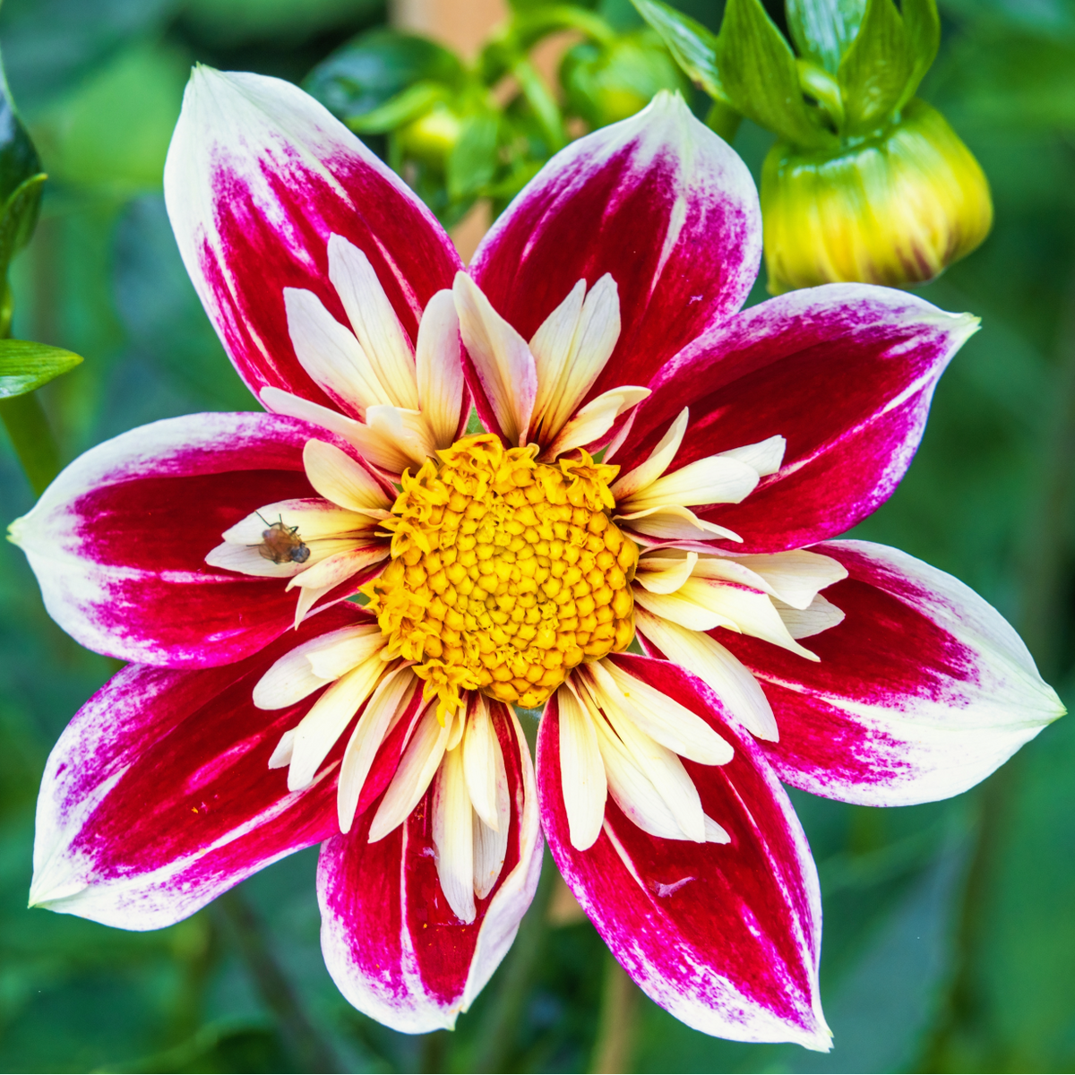 Dahlia Fashion Monger | Collarette Dahlia