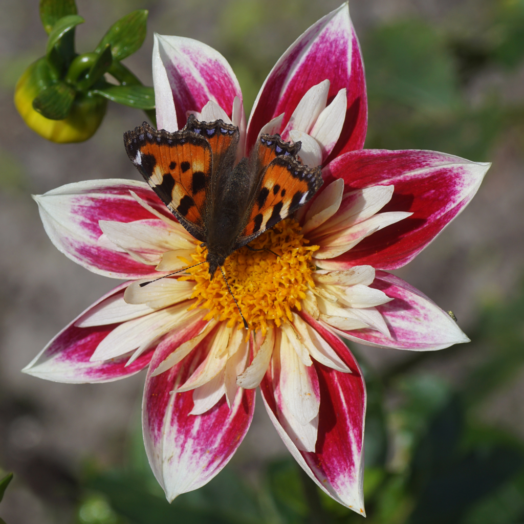 Dahlia Fashion Monger | Collarette Dahlia