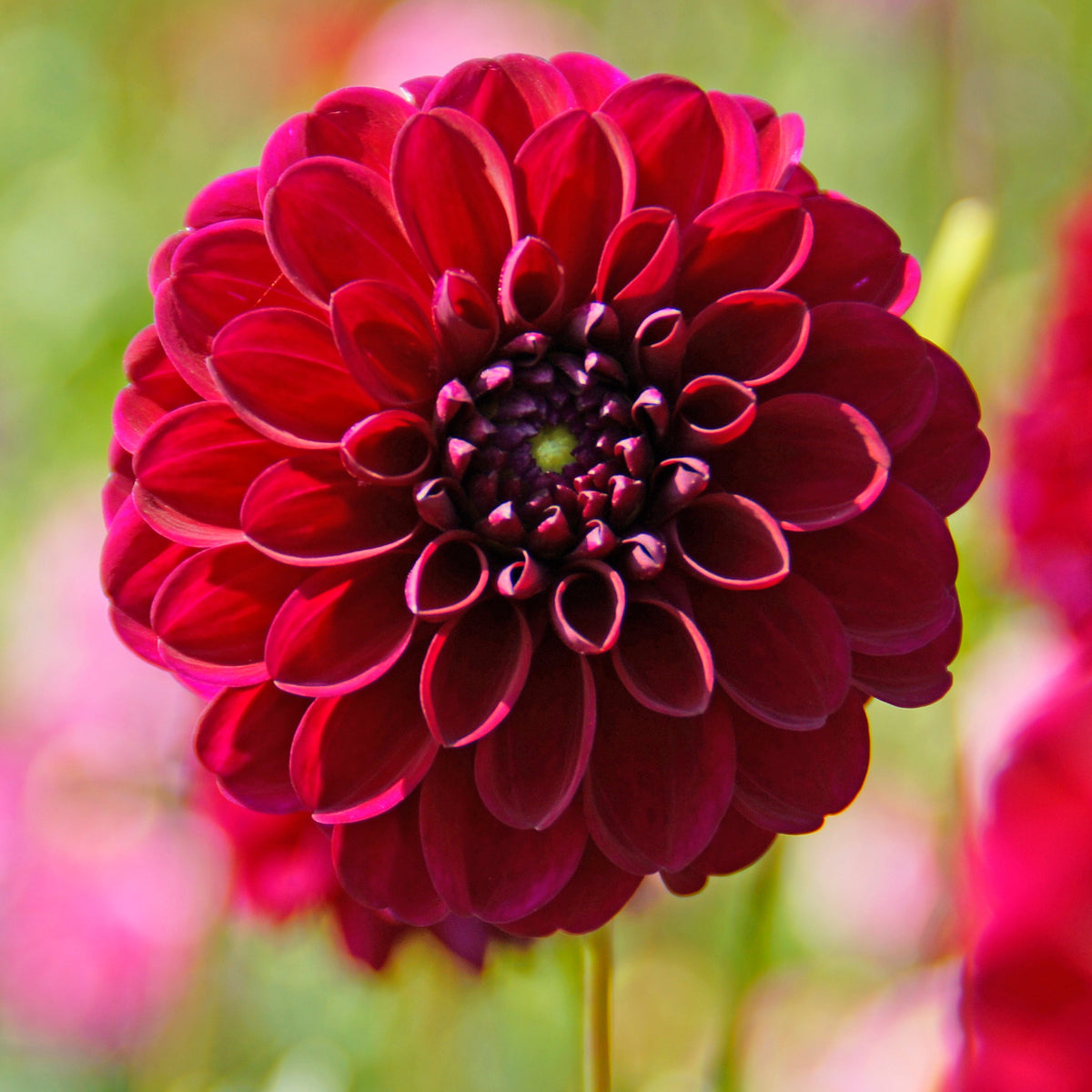 Dahlia Gipsy Night | Giant Ball Dahlia