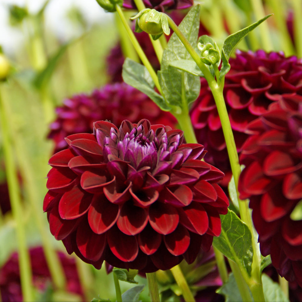 Dahlia Gipsy Night | Giant Ball Dahlia
