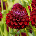 Dahlia Gipsy Night | Giant Ball Dahlia