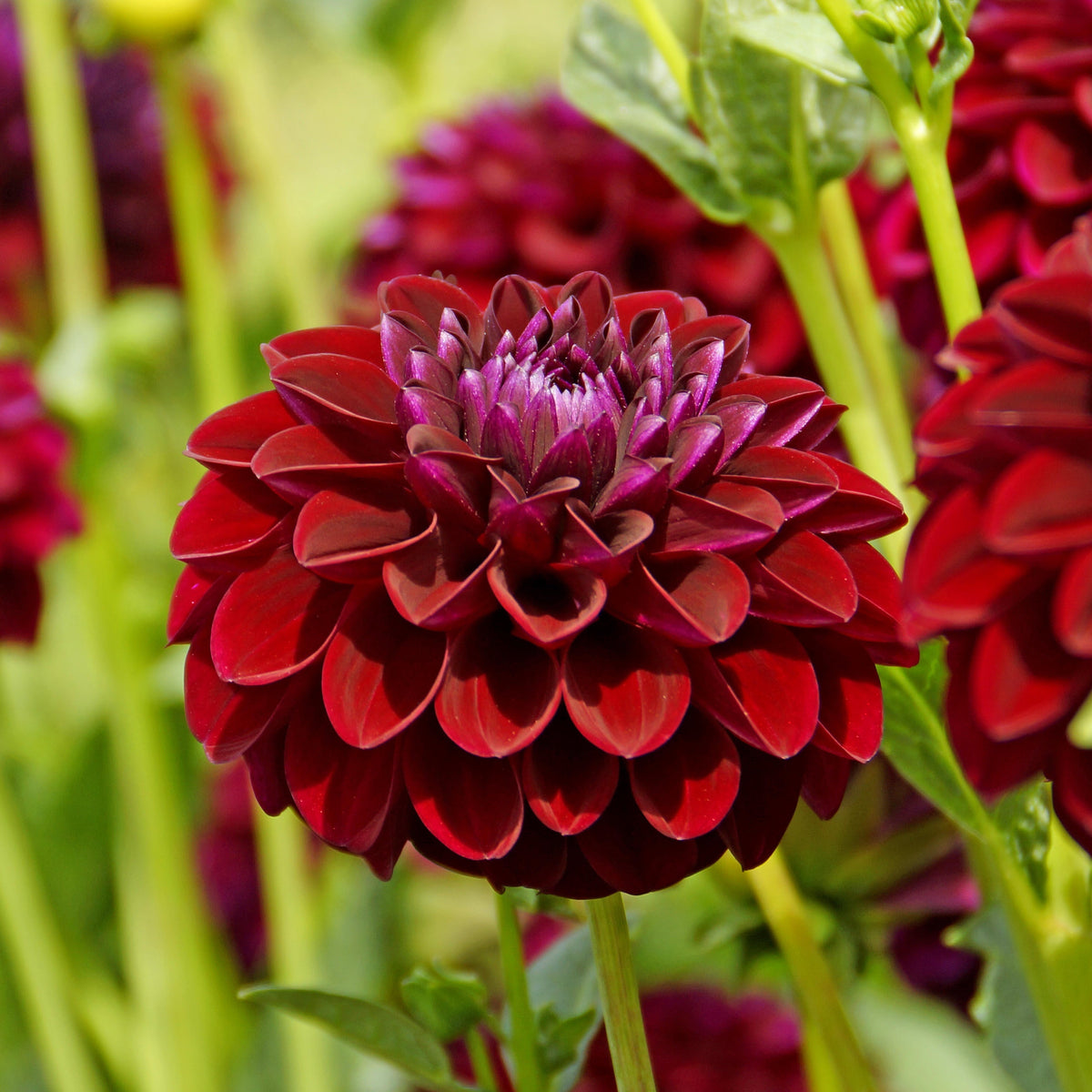 Dahlia Gipsy Night | Giant Ball Dahlia