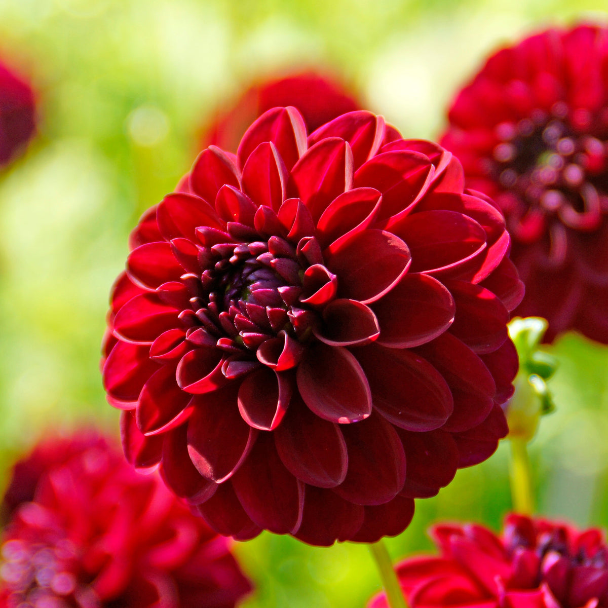 Dahlia Gipsy Night | Giant Ball Dahlia