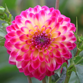 Dahlia Hapet Daydream | Decorative dahlia