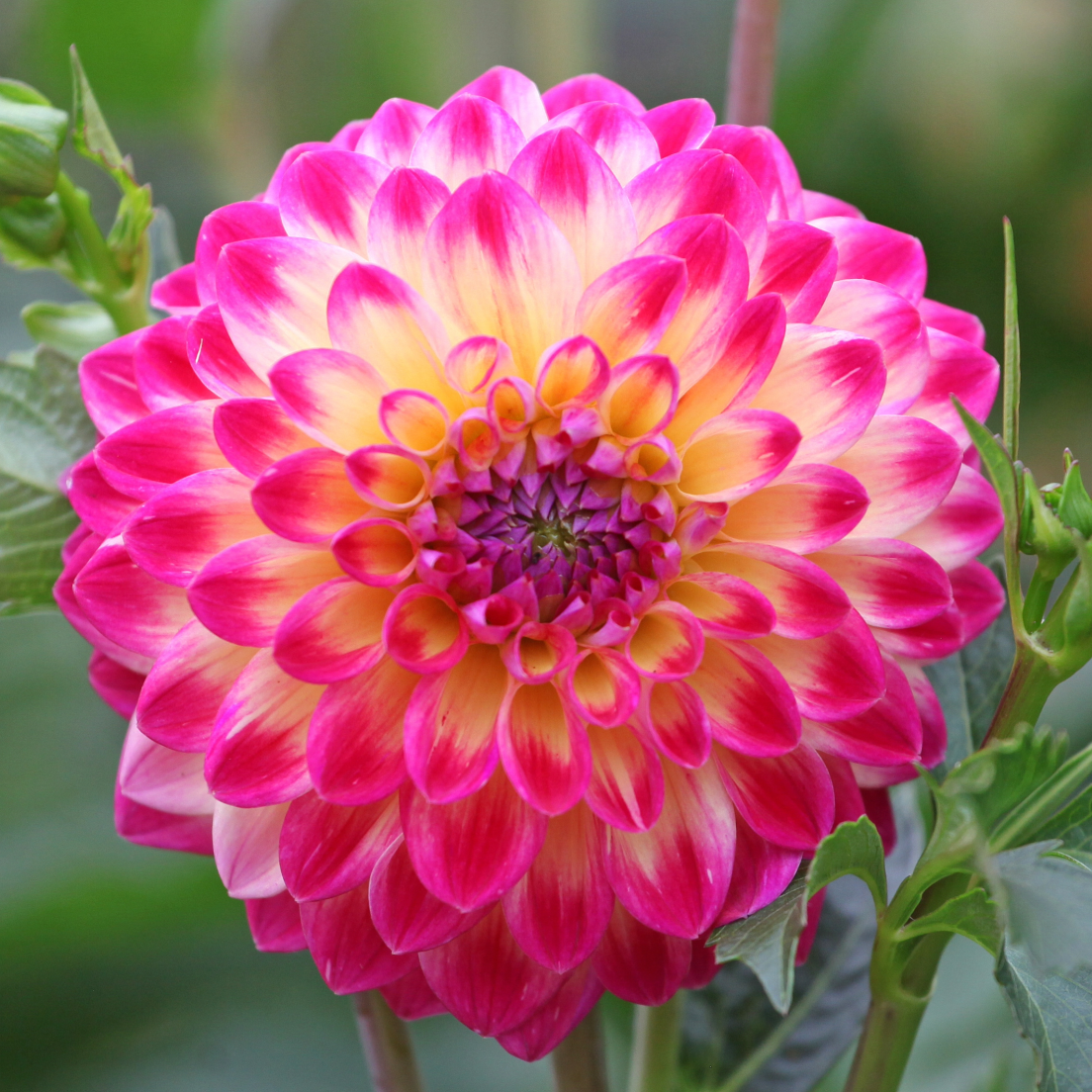 Dahlia Hapet Daydream | Decorative dahlia