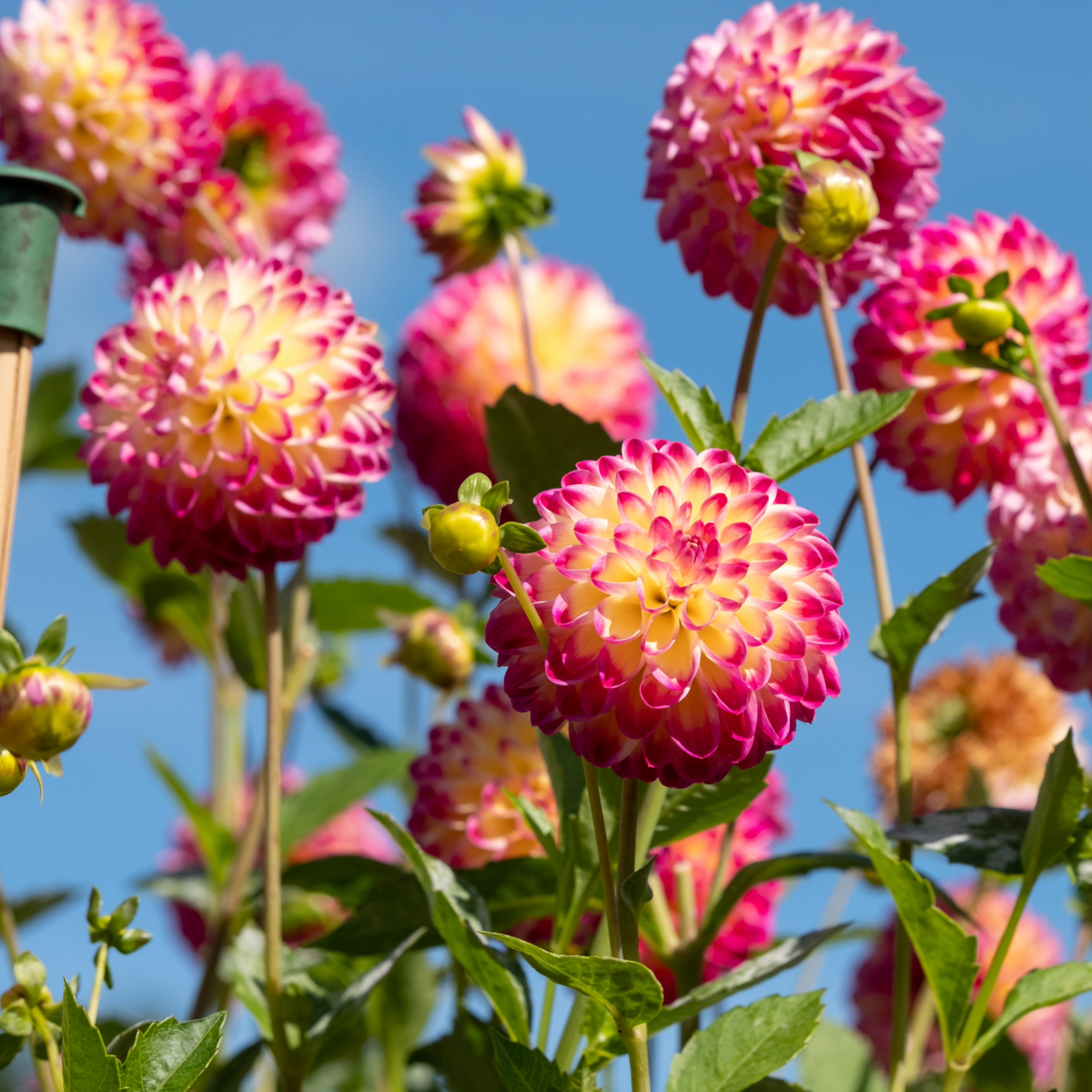 Dahlia Hapet Daydream | Decorative dahlia