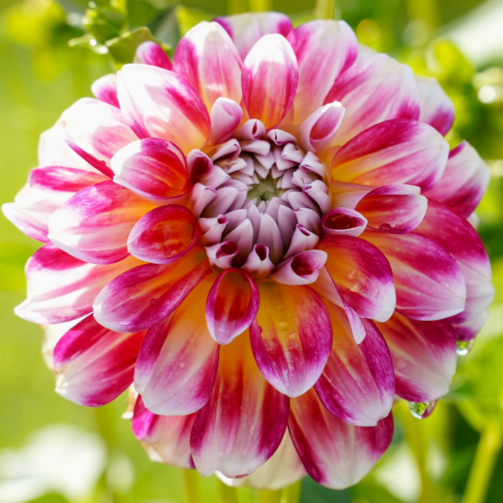 Dahlia Hawaii | Premium Decorative Dahlia