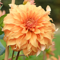Dahlia Hercules | Premium Dinnerplate Dahlia