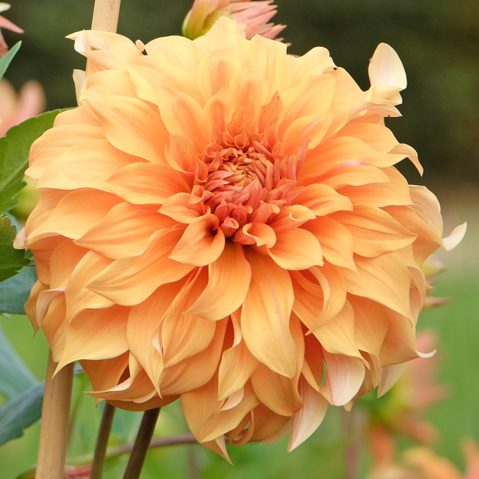 Dahlia Hercules | Premium Dinnerplate Dahlia