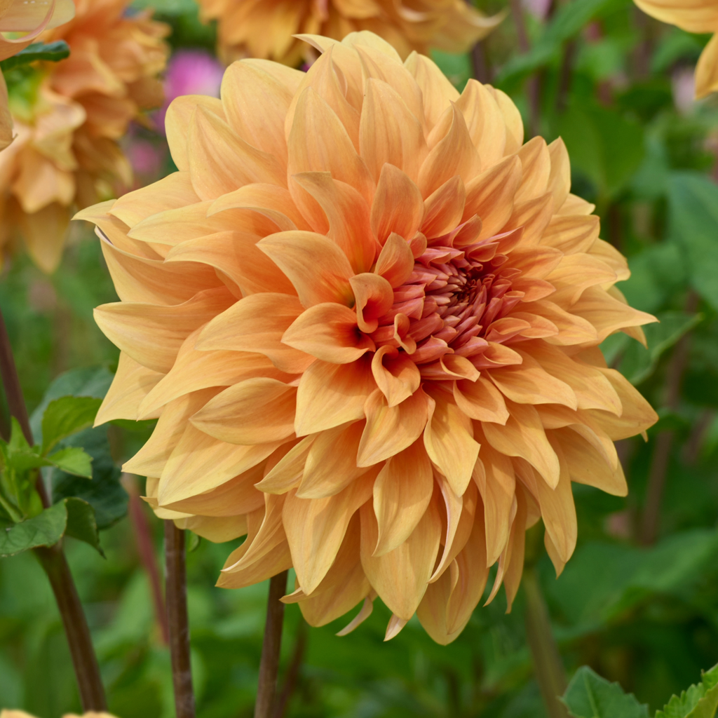 Dahlia Hercules | Premium Dinnerplate Dahlia