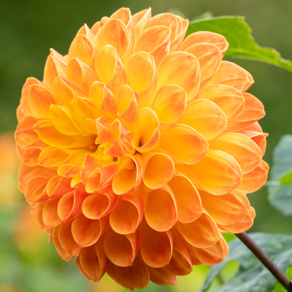 Dahlia Jowey Chantal | Decorative Ball Dahlia