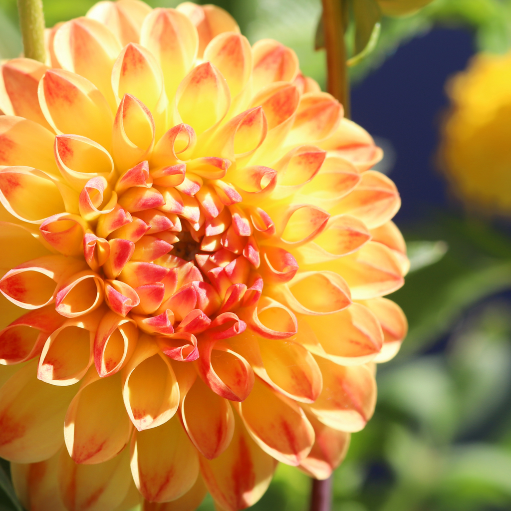 Dahlia Jowey Chantal | Decorative Ball Dahlia